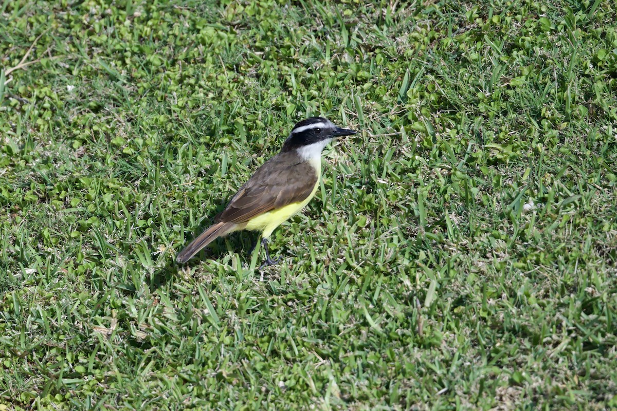 Great Kiskadee - ML640121321