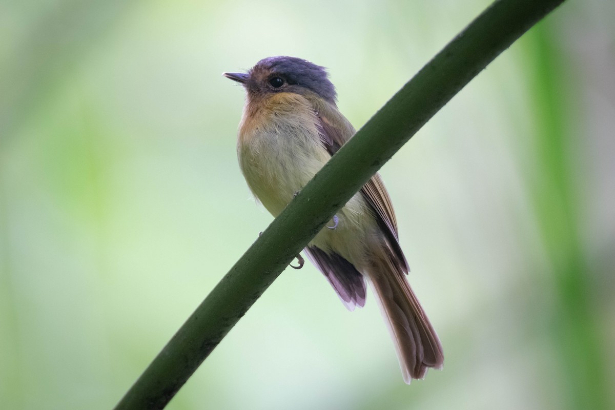 Rufous-breasted Flycatcher - ML640121341