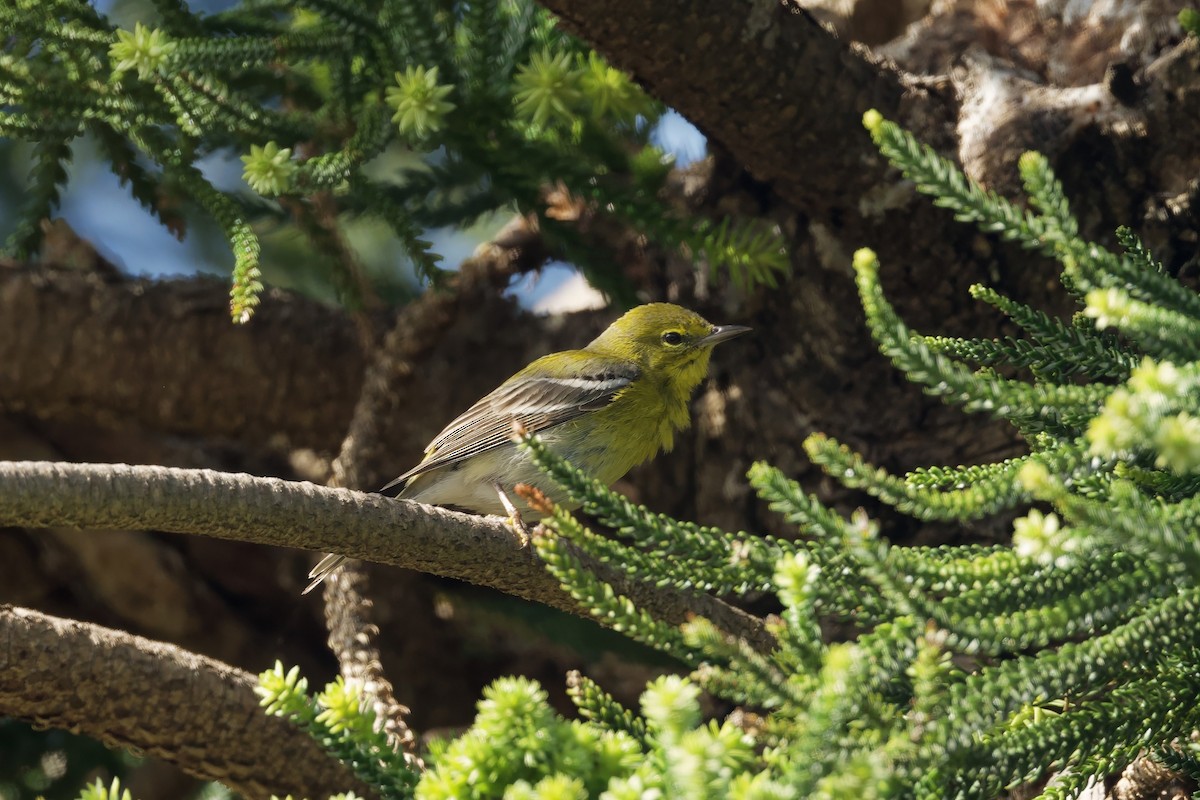 Pine Warbler - ML640121381