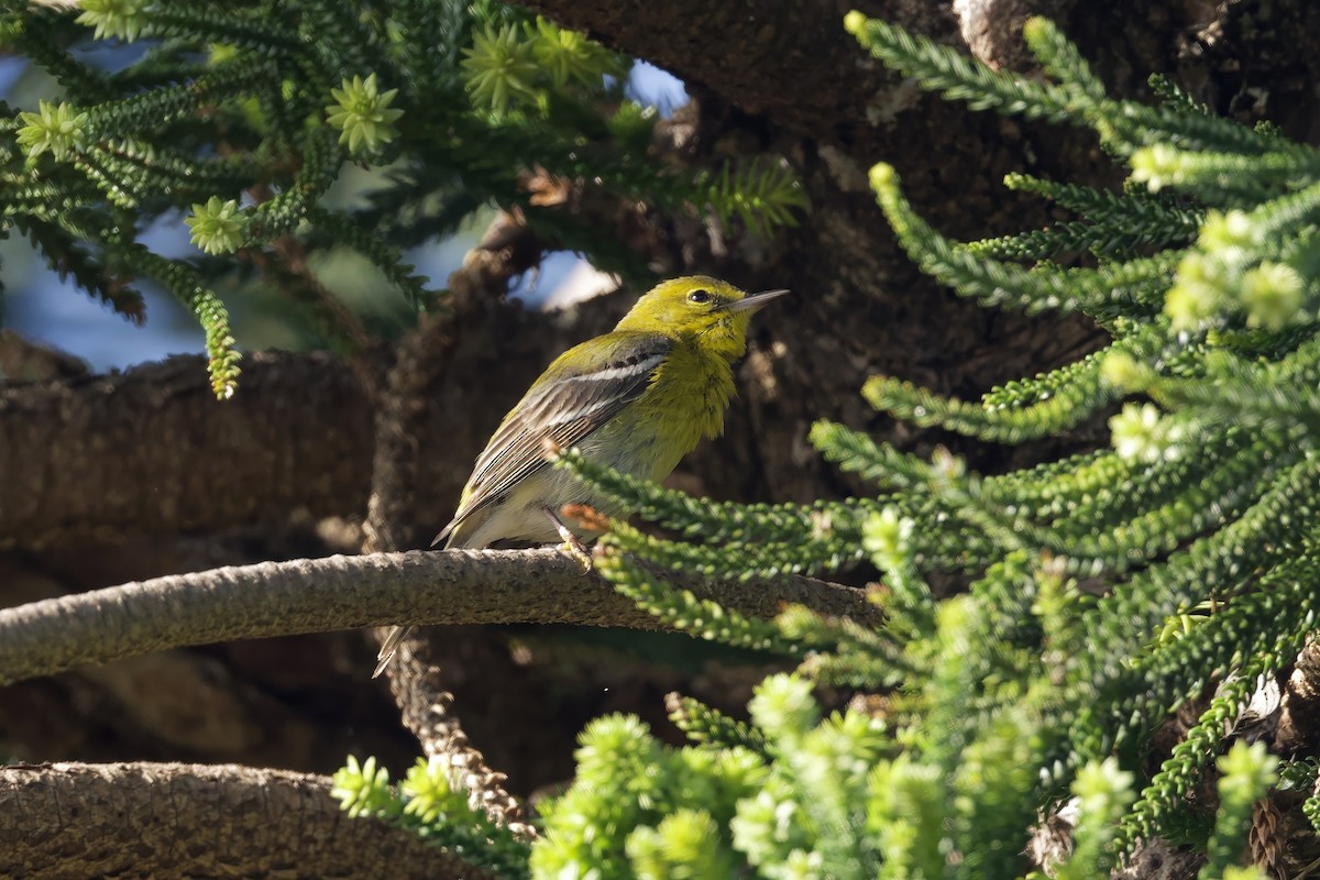 Pine Warbler - ML640121382