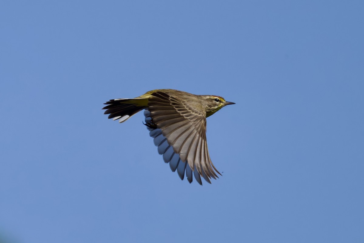 Palm Warbler - ML640121403
