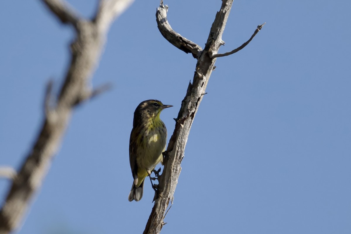 Palm Warbler - ML640121404