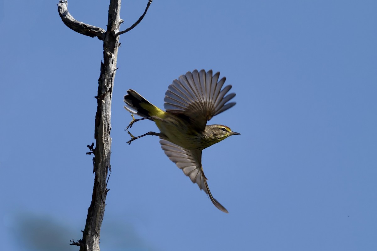 Palm Warbler - ML640121405