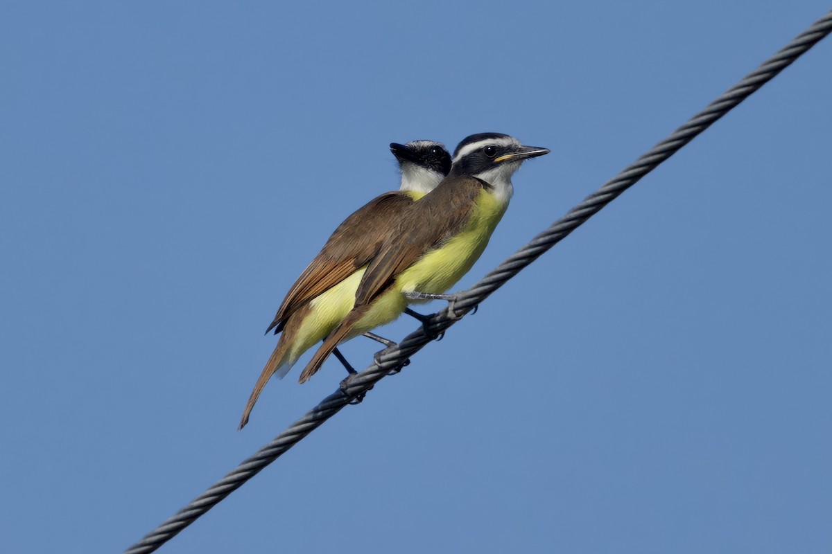 Great Kiskadee - ML640121412