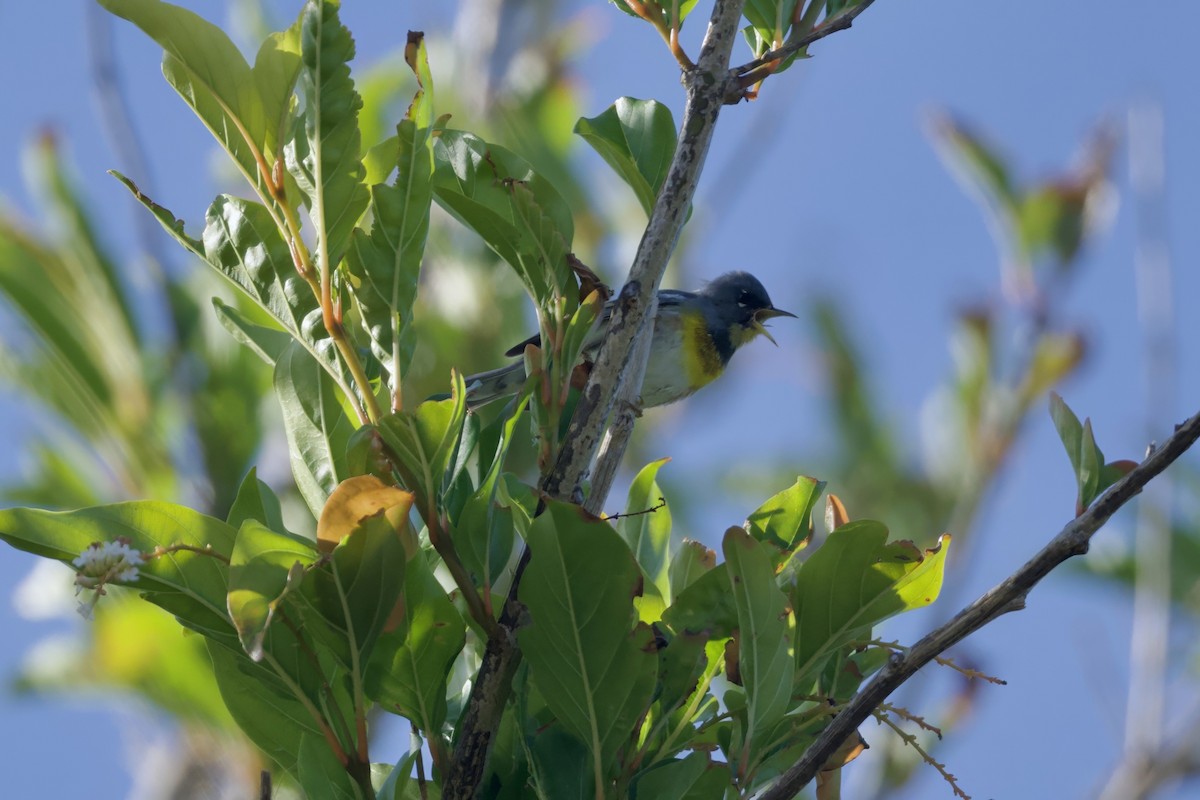 Northern Parula - ML640121421