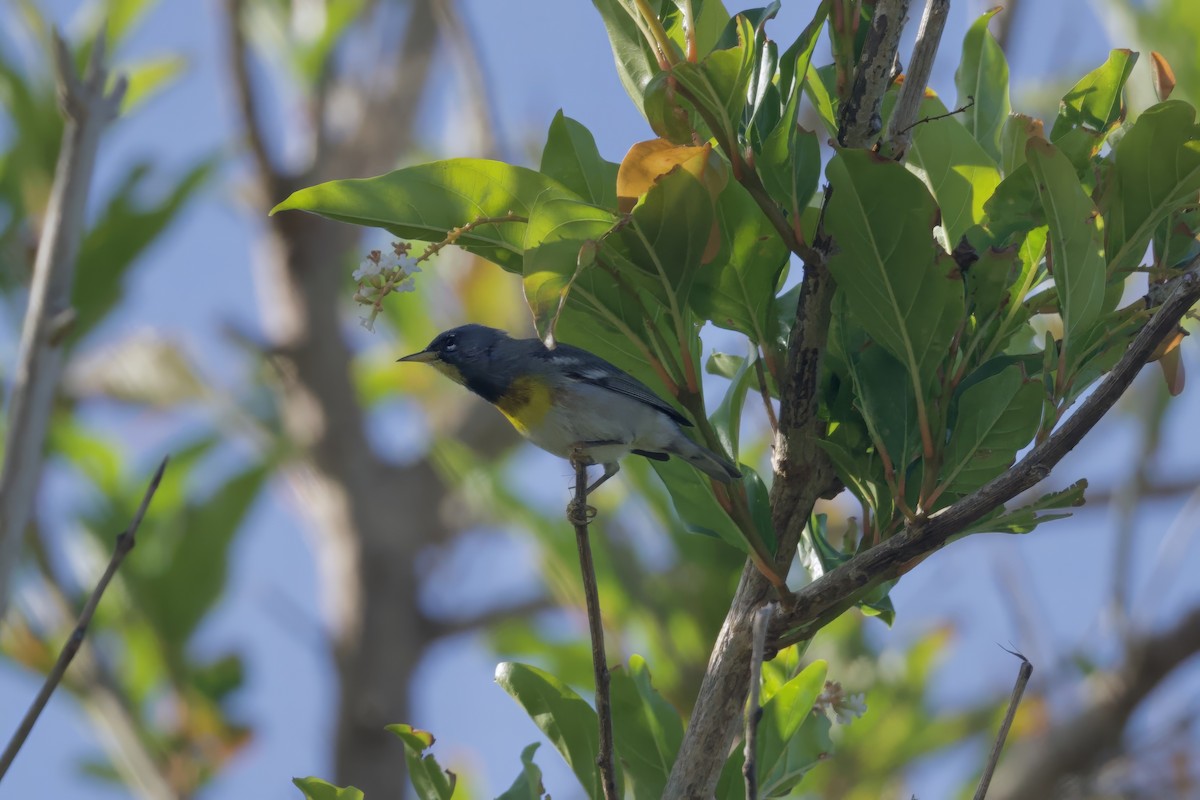 Northern Parula - ML640121422