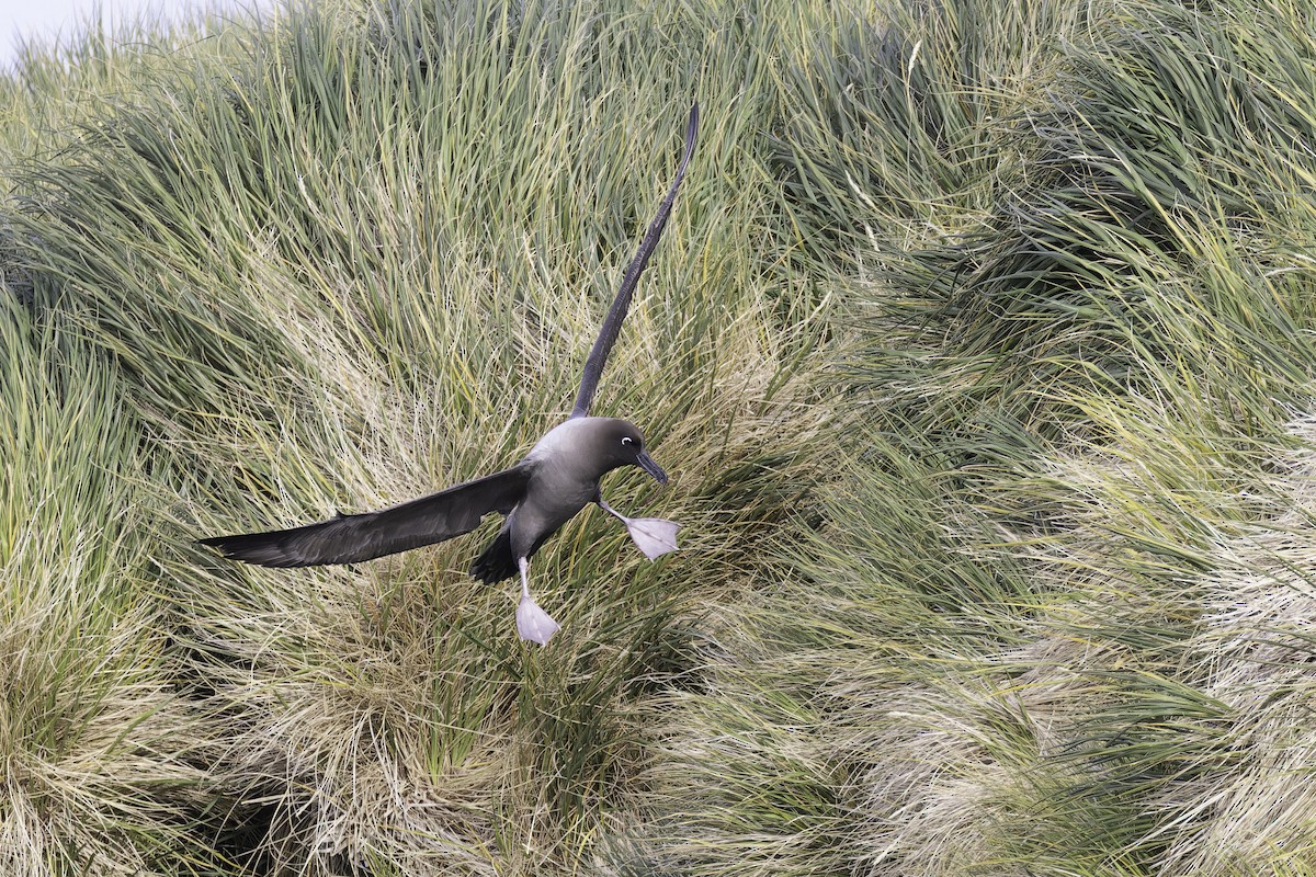 Light-mantled Albatross - ML640121432