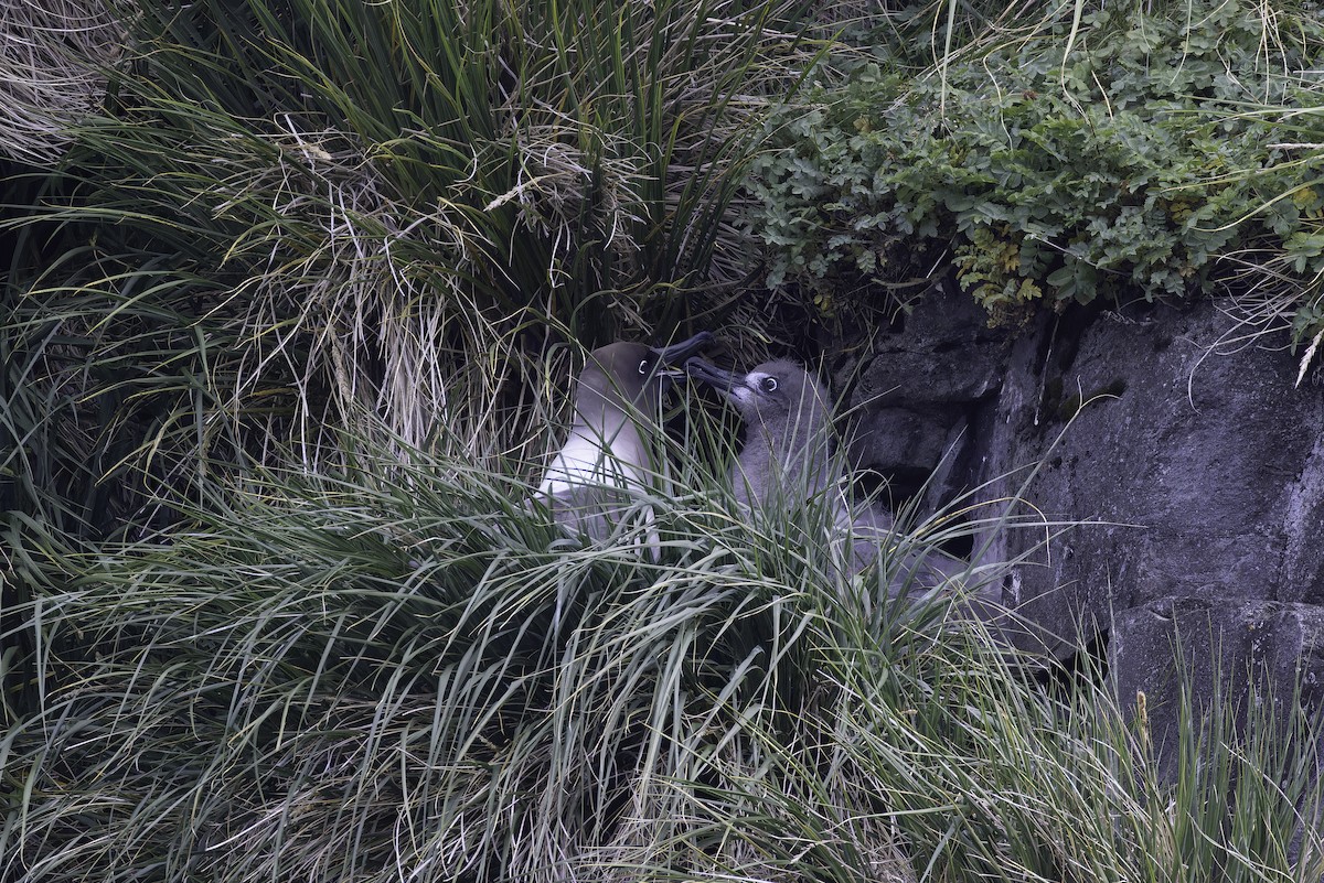 Light-mantled Albatross - ML640121433