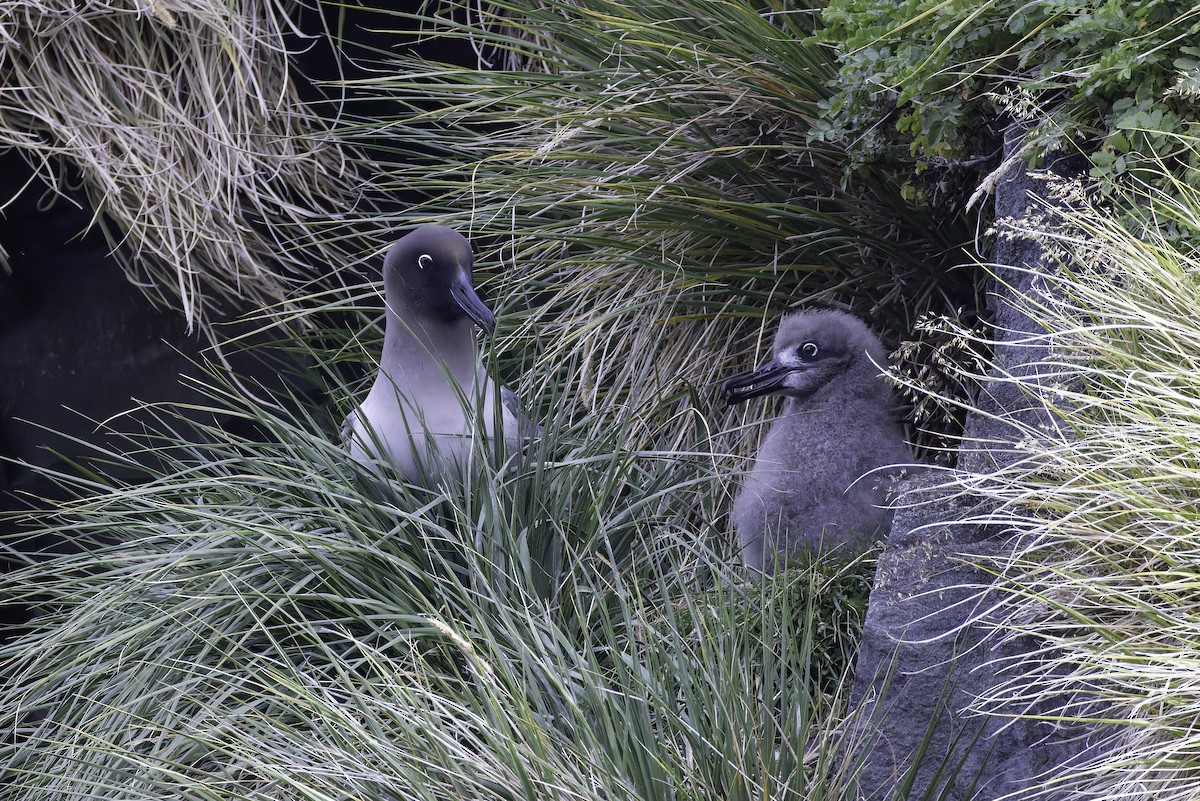 Light-mantled Albatross - ML640121434