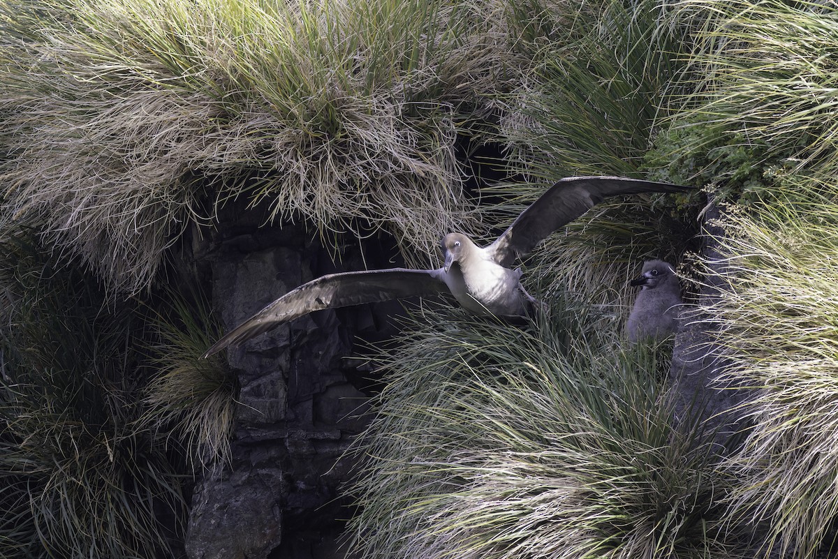 Light-mantled Albatross - ML640121436