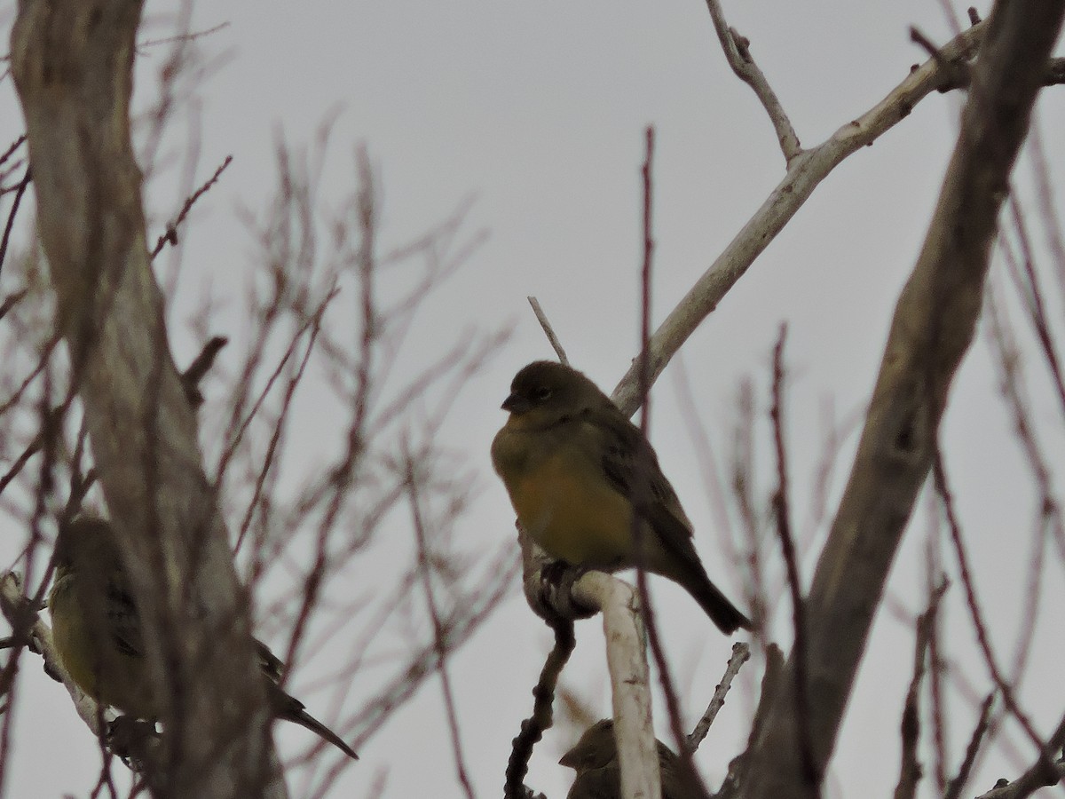 Grassland Yellow-Finch - ML640121561