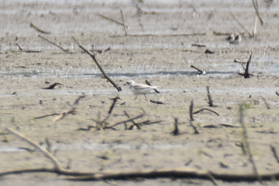 Piping Plover - ML640121564