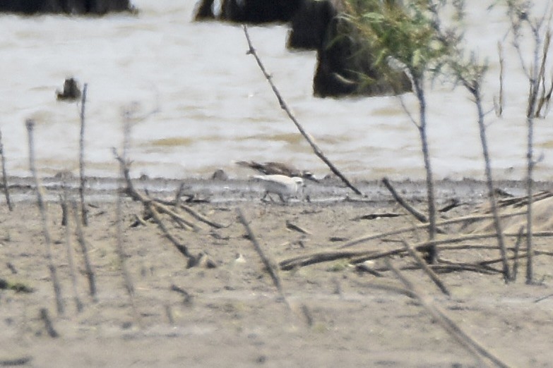 Piping Plover - ML640121565