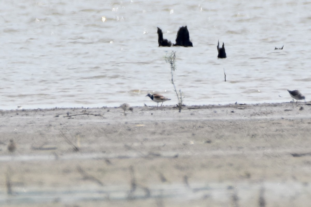 Ruddy Turnstone - ML640121566