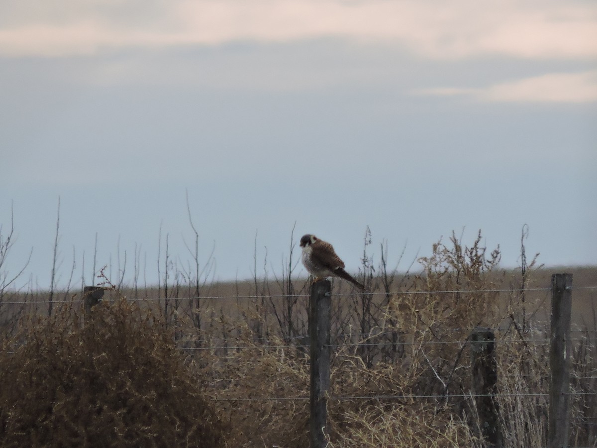 American Kestrel - ML640121598