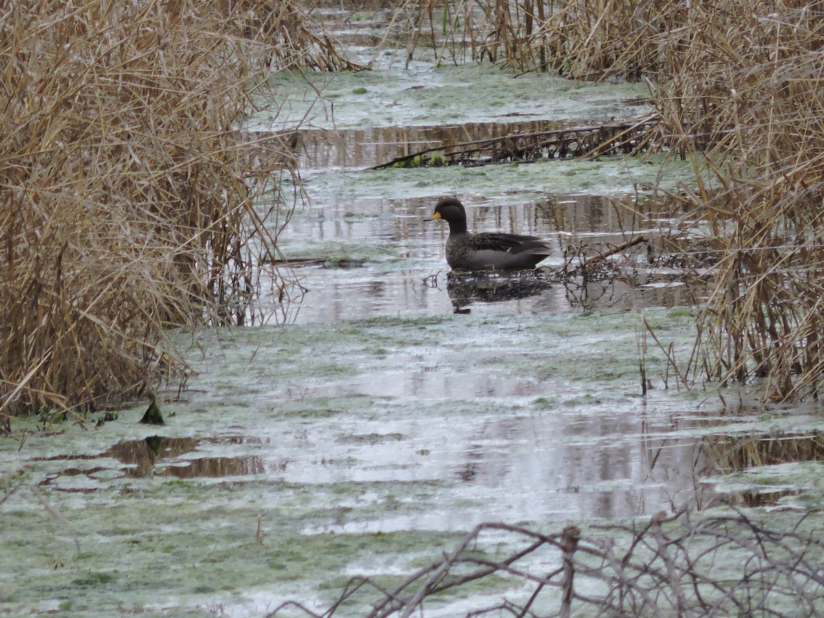 Yellow-billed Teal - ML640121610