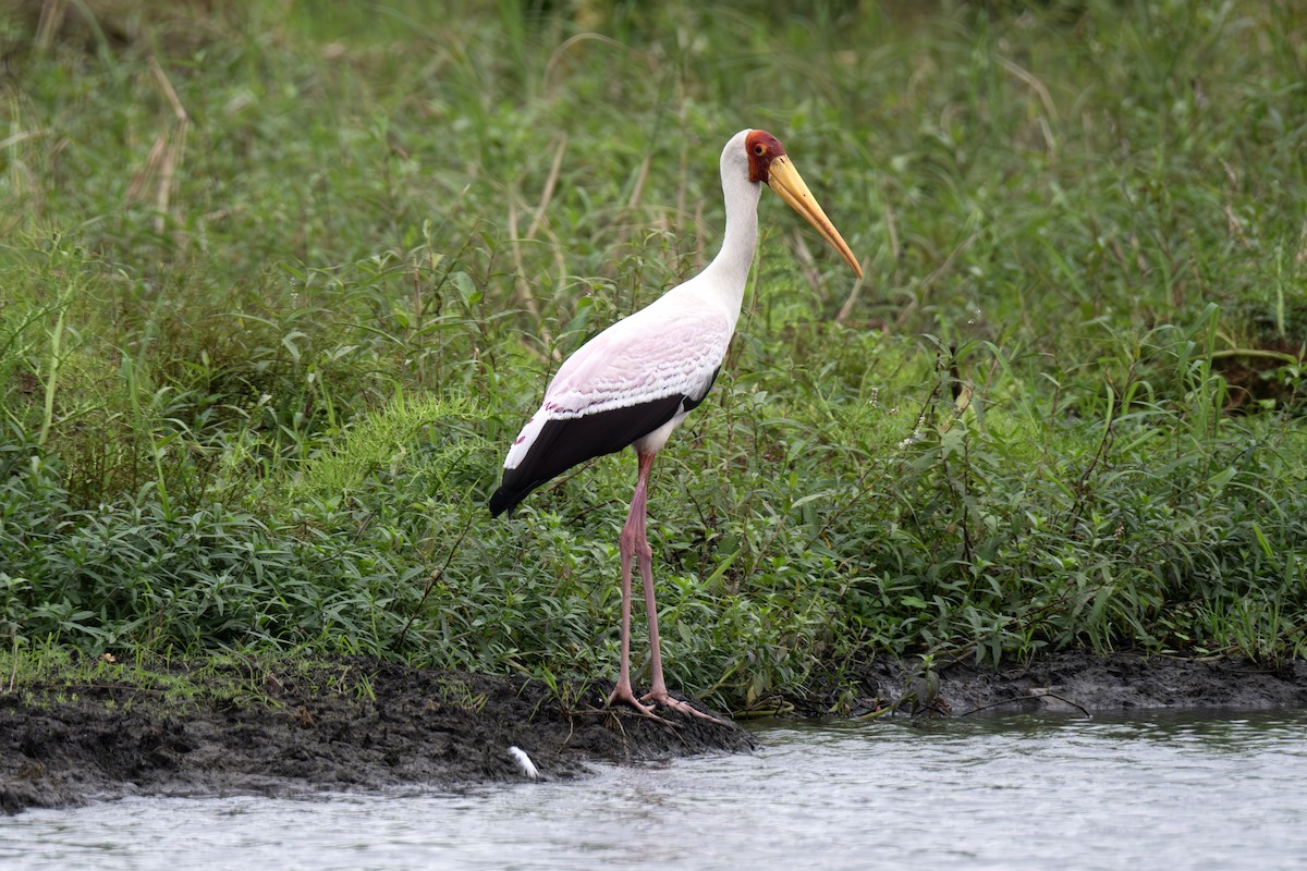 Yellow-billed Stork - ML640121617