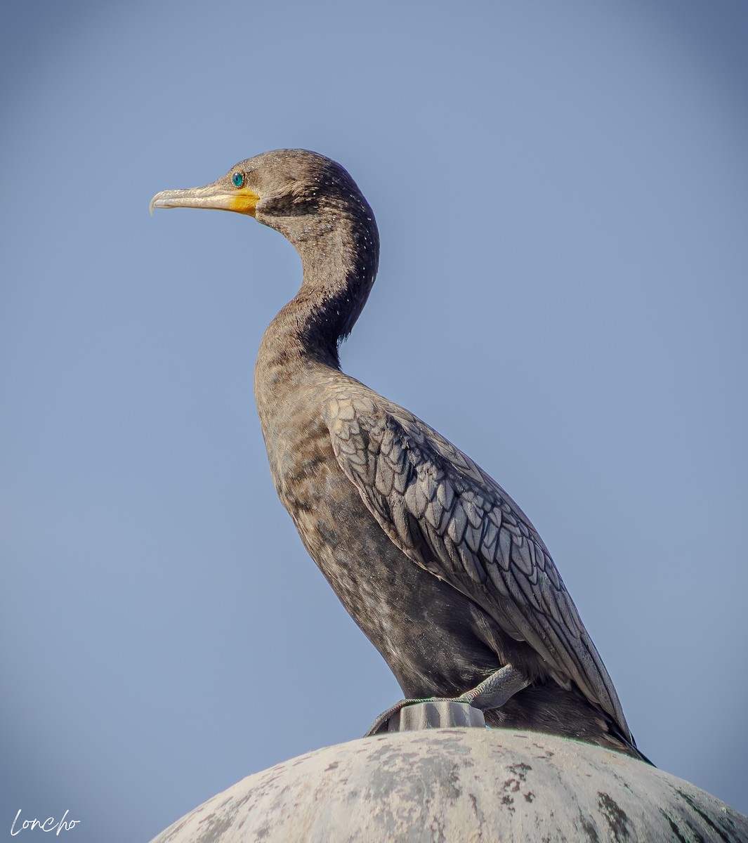 Neotropic Cormorant - ML640121627