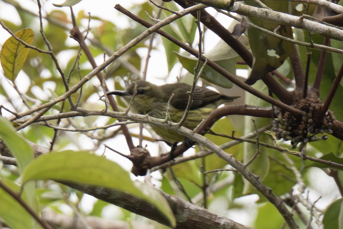 Johanna's Sunbird - ML640121631