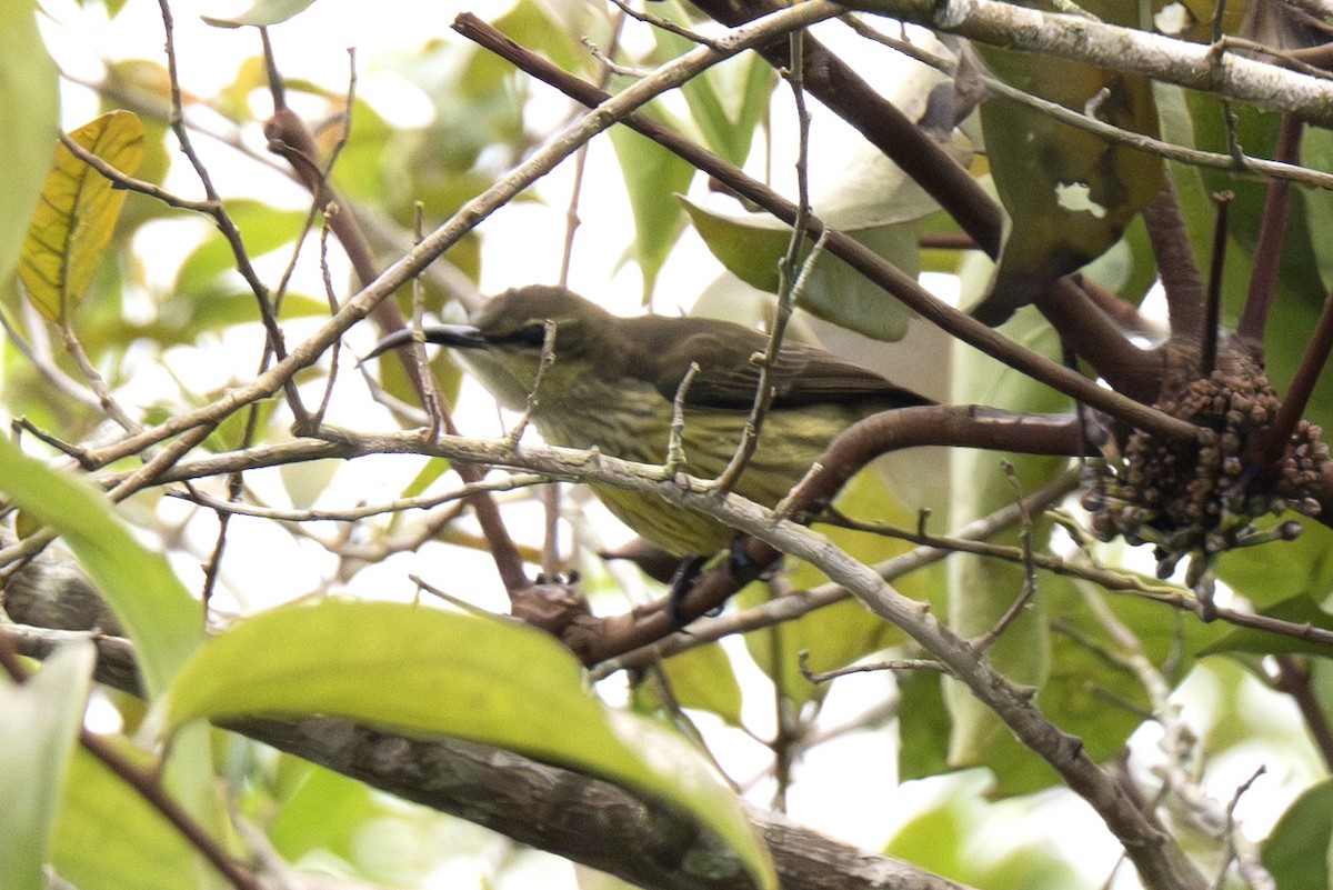 Johanna's Sunbird - ML640121632