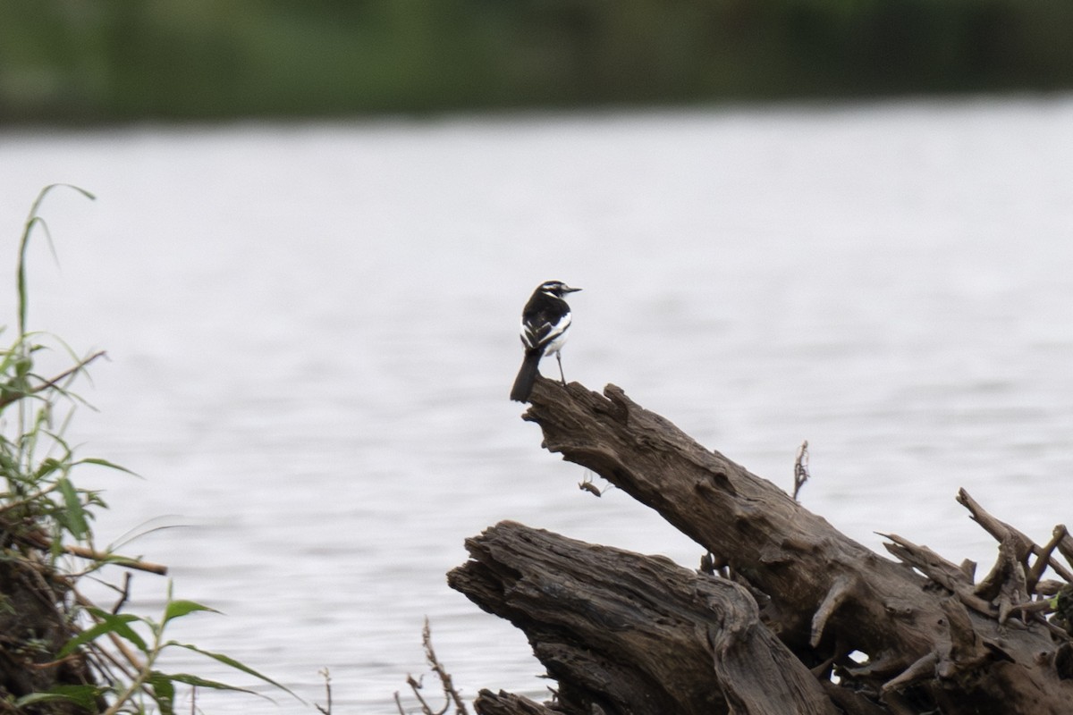 African Pied Wagtail - ML640121661