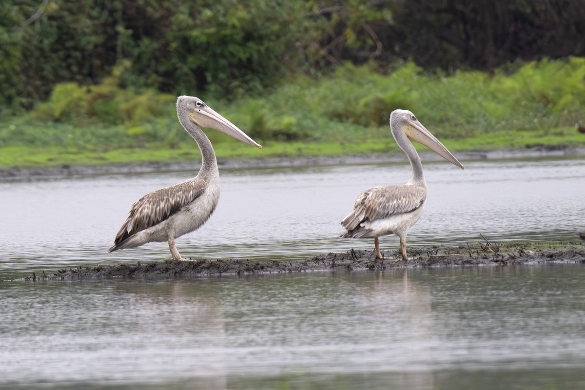 Pink-backed Pelican - ML640121666