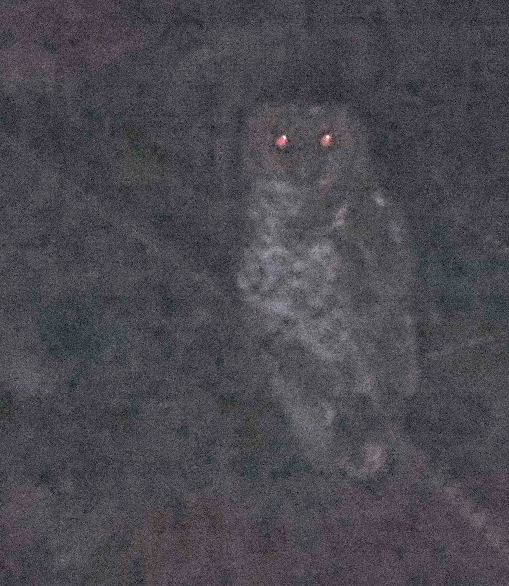 Rusty-barred Owl - ML640121668