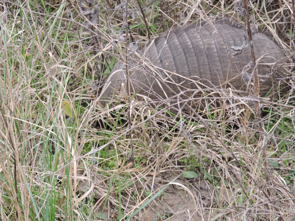 Large Hairy Armadillo - ML640121669