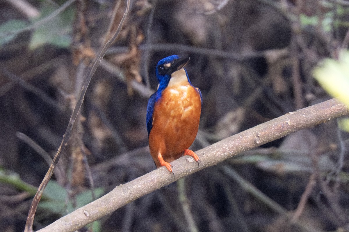 Shining-blue Kingfisher - ML640121671