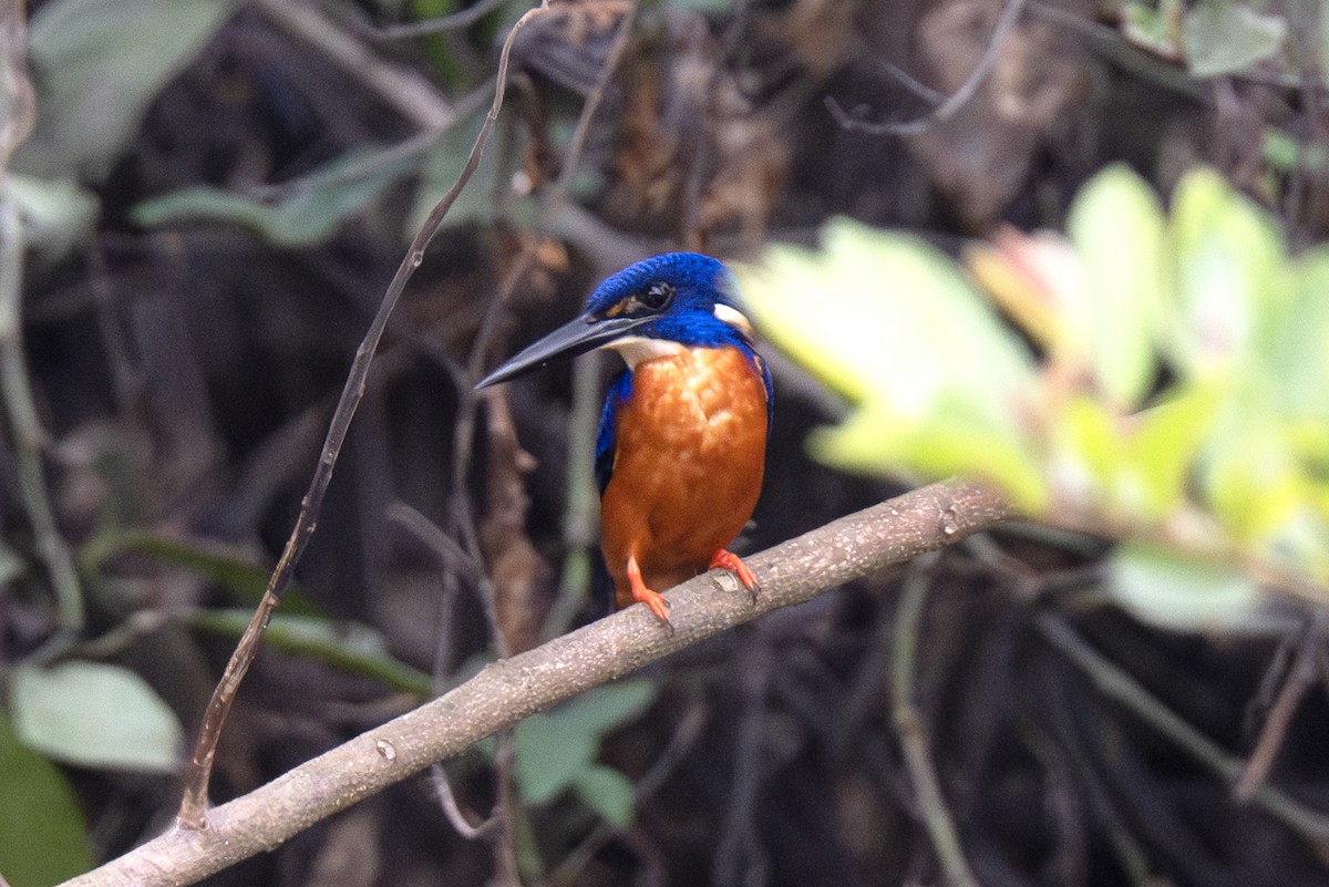 Shining-blue Kingfisher - ML640121672