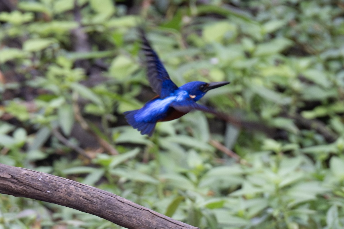 Shining-blue Kingfisher - ML640121673