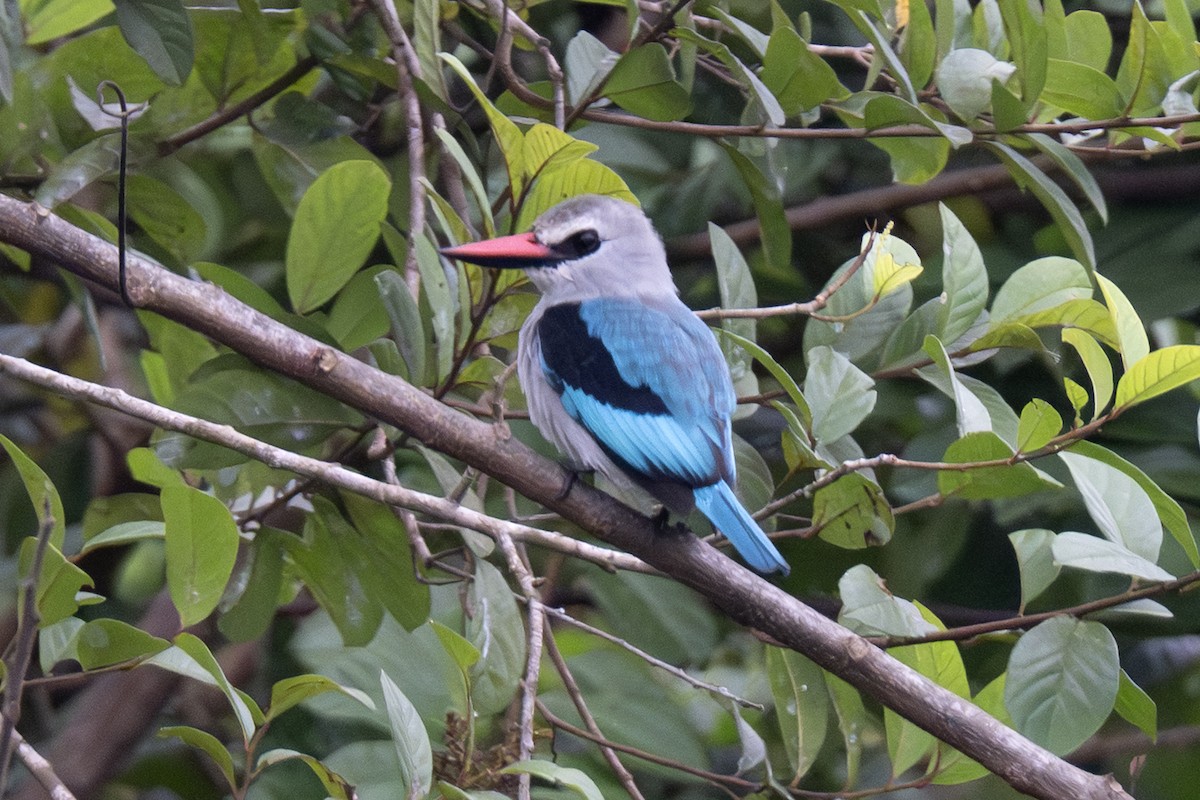 Woodland Kingfisher - ML640121684