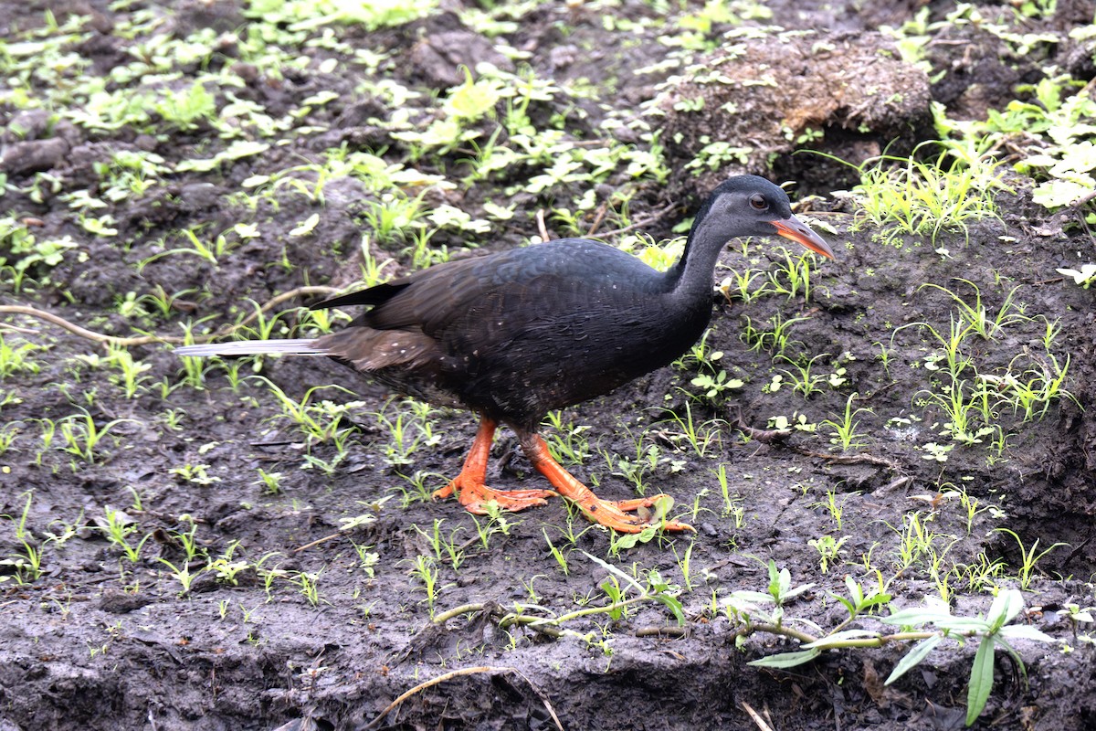 African Finfoot - ML640121714