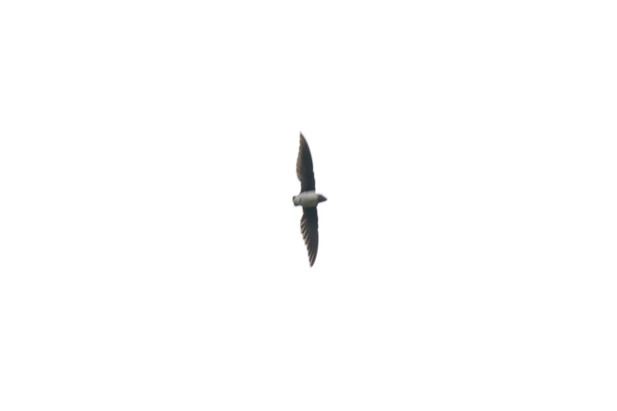 Cassin's Spinetail - ML640121811