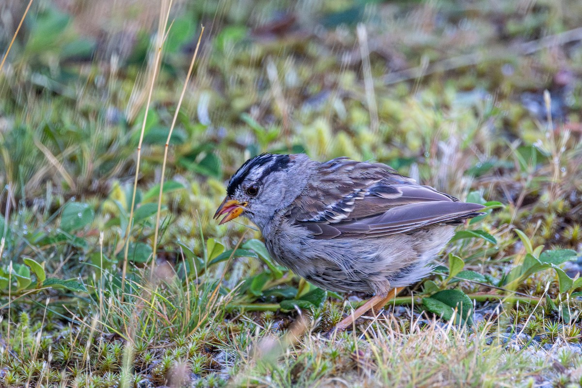 White-crowned Sparrow - ML640121815
