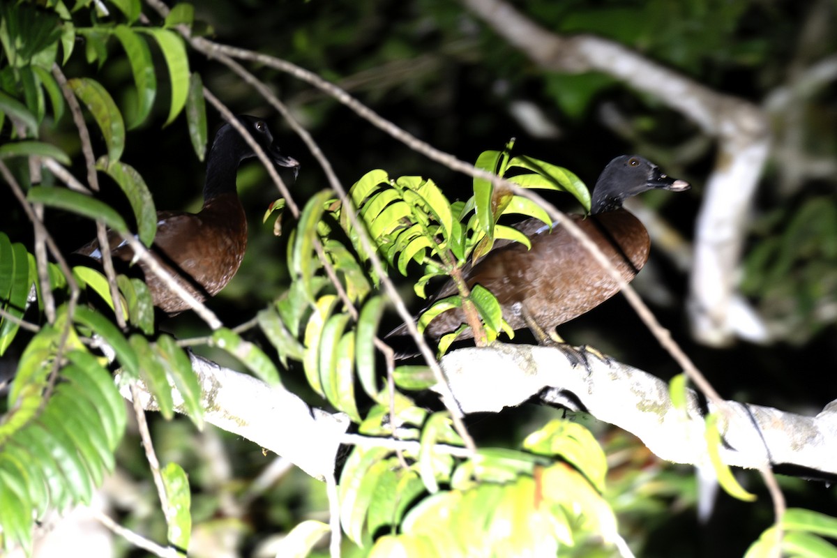 Hartlaub's Duck - ML640122008