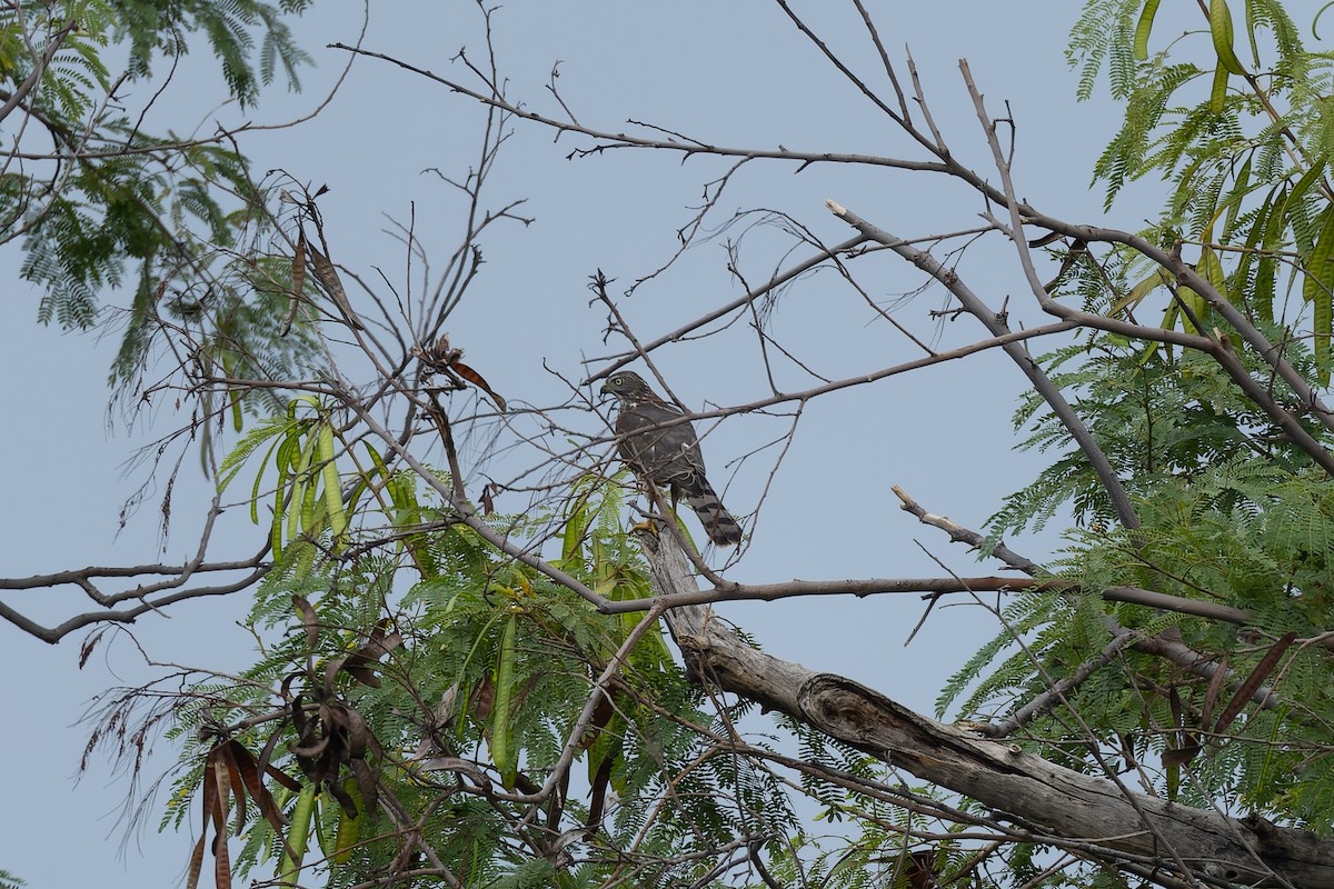Shikra - ML640122035