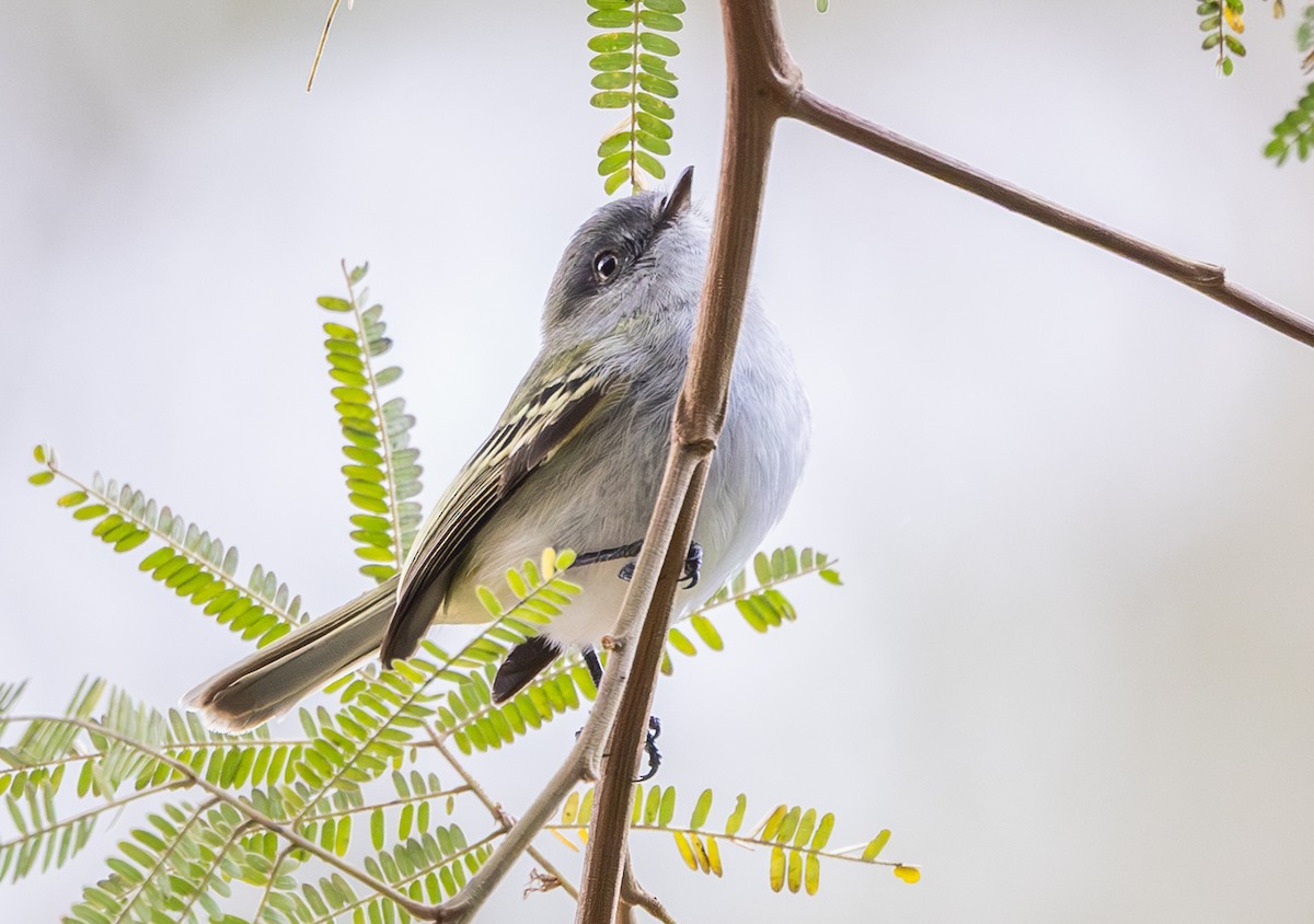 Gray-headed Elaenia - ML640122040