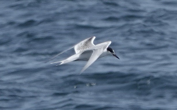 Arctic Tern - ML640122079