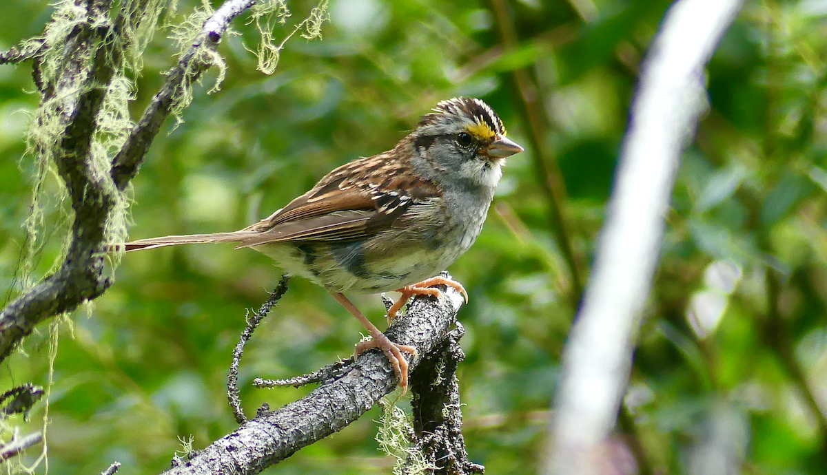 White-throated Sparrow - ML640122183