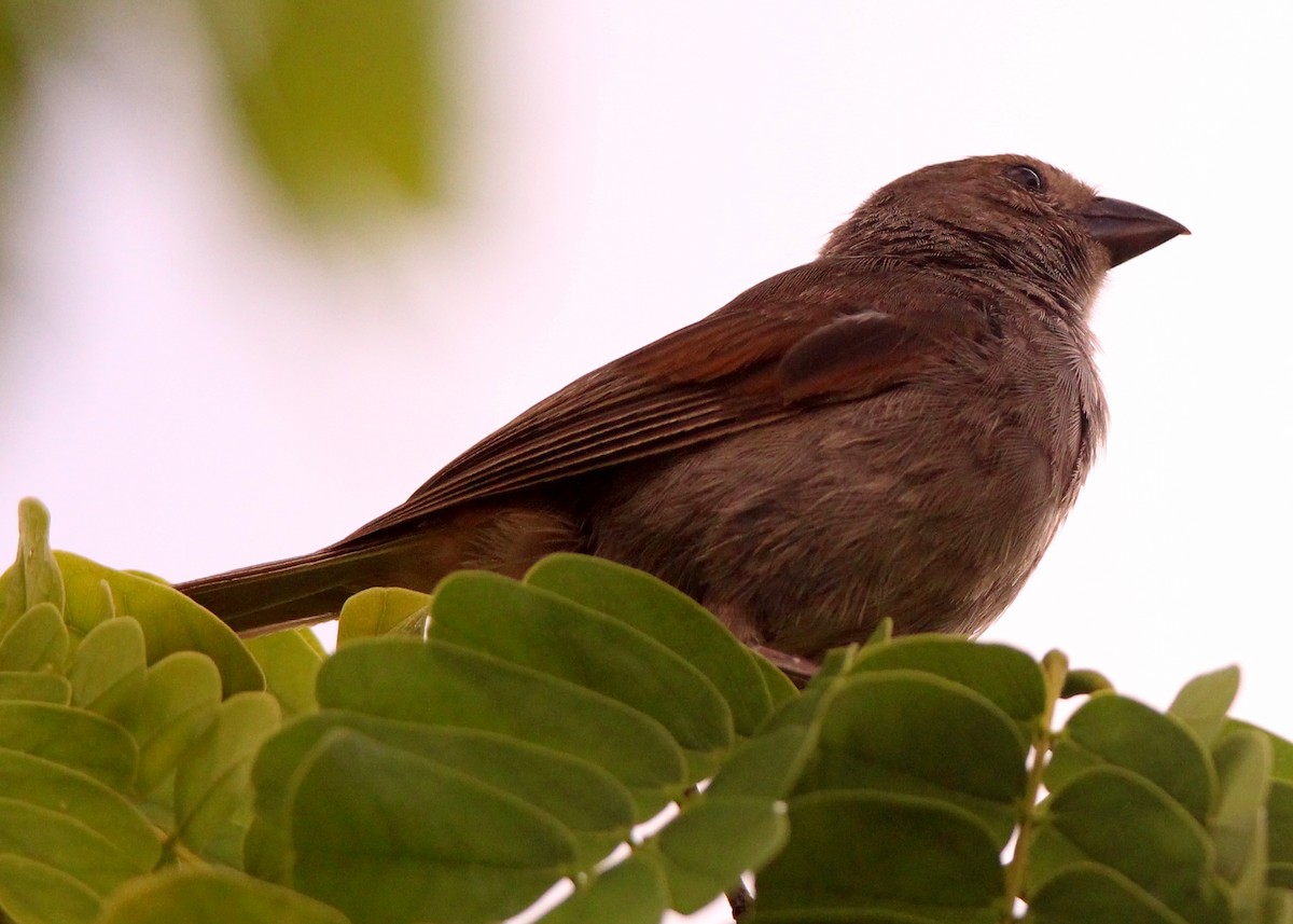 Barbados Bullfinch - ML640122189