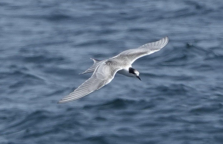 Arctic Tern - ML640122201