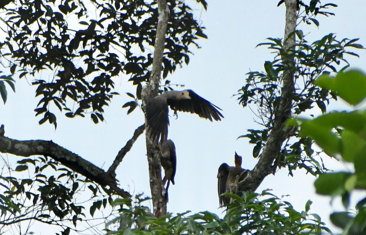 Great Slaty Woodpecker - ML640122267