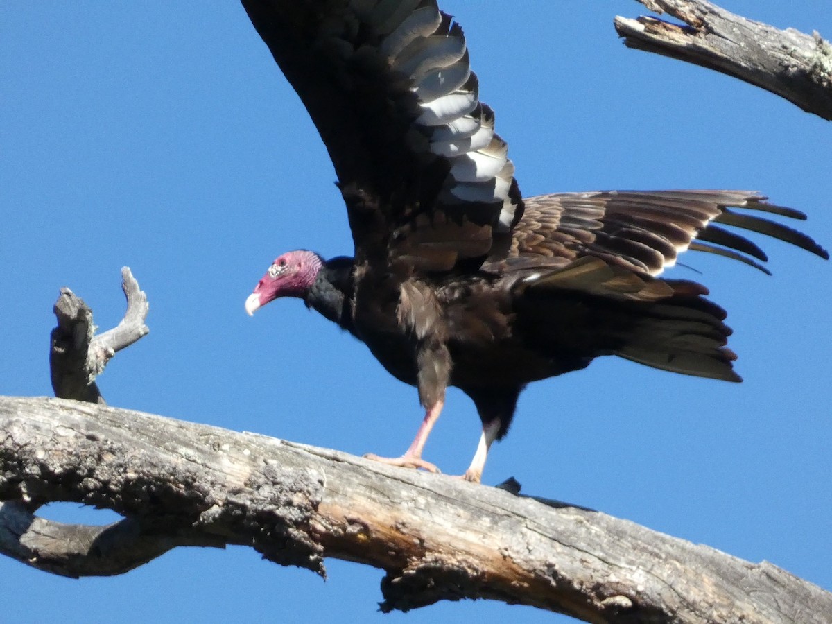 Turkey Vulture - ML640122377