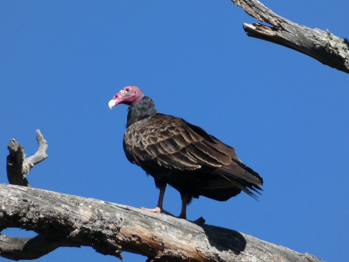 Turkey Vulture - ML640122378