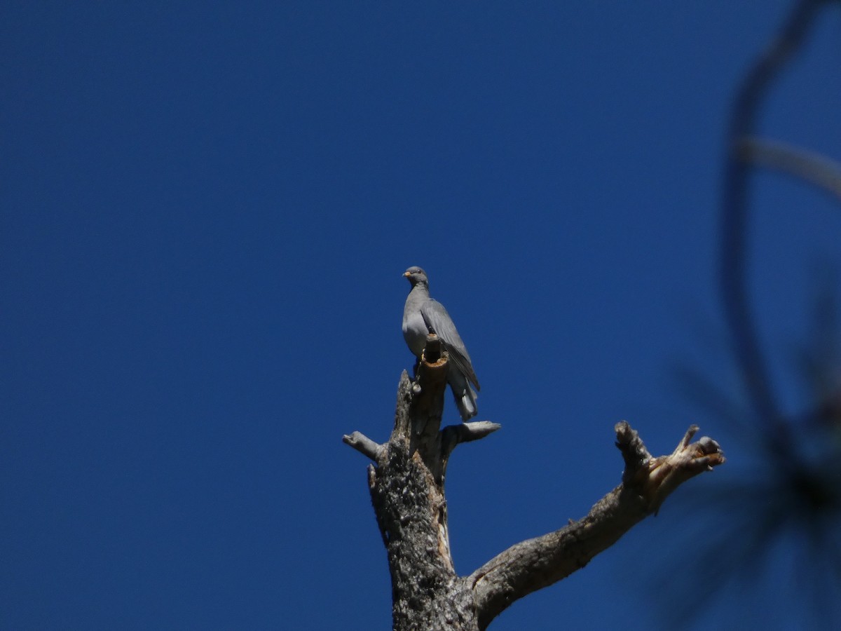 Band-tailed Pigeon - ML640122384