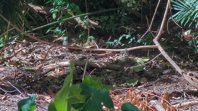 Buff-banded Rail - ML640122403