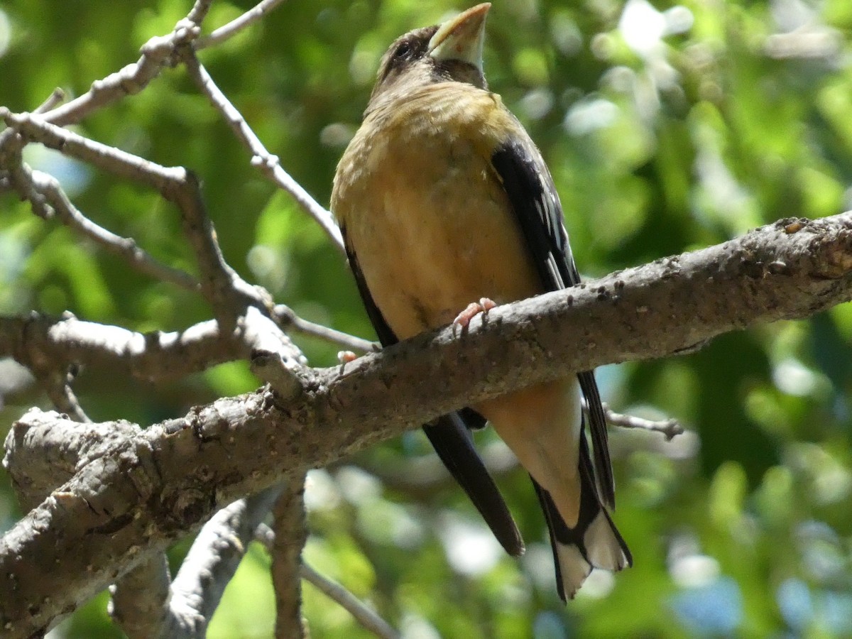 Evening Grosbeak - ML640122409