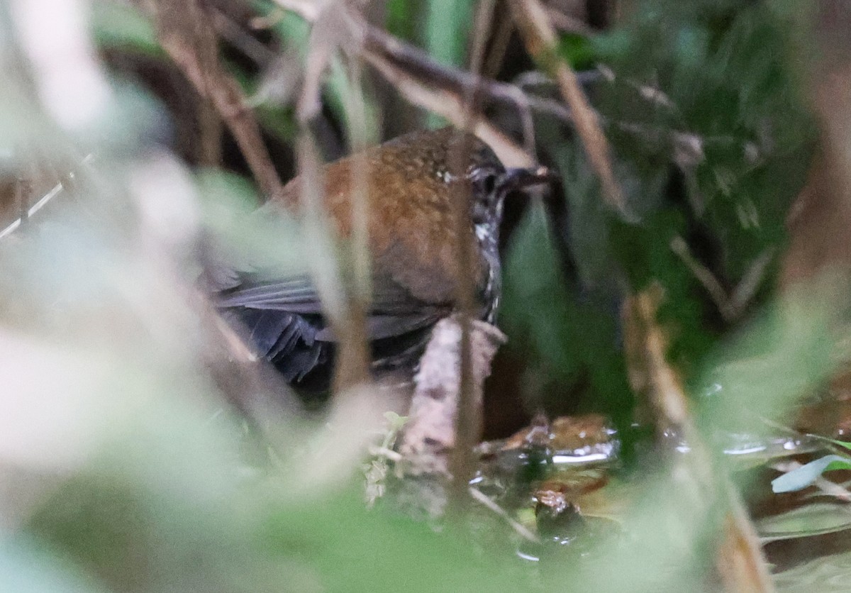 Sharp-tailed Streamcreeper - ML640122411