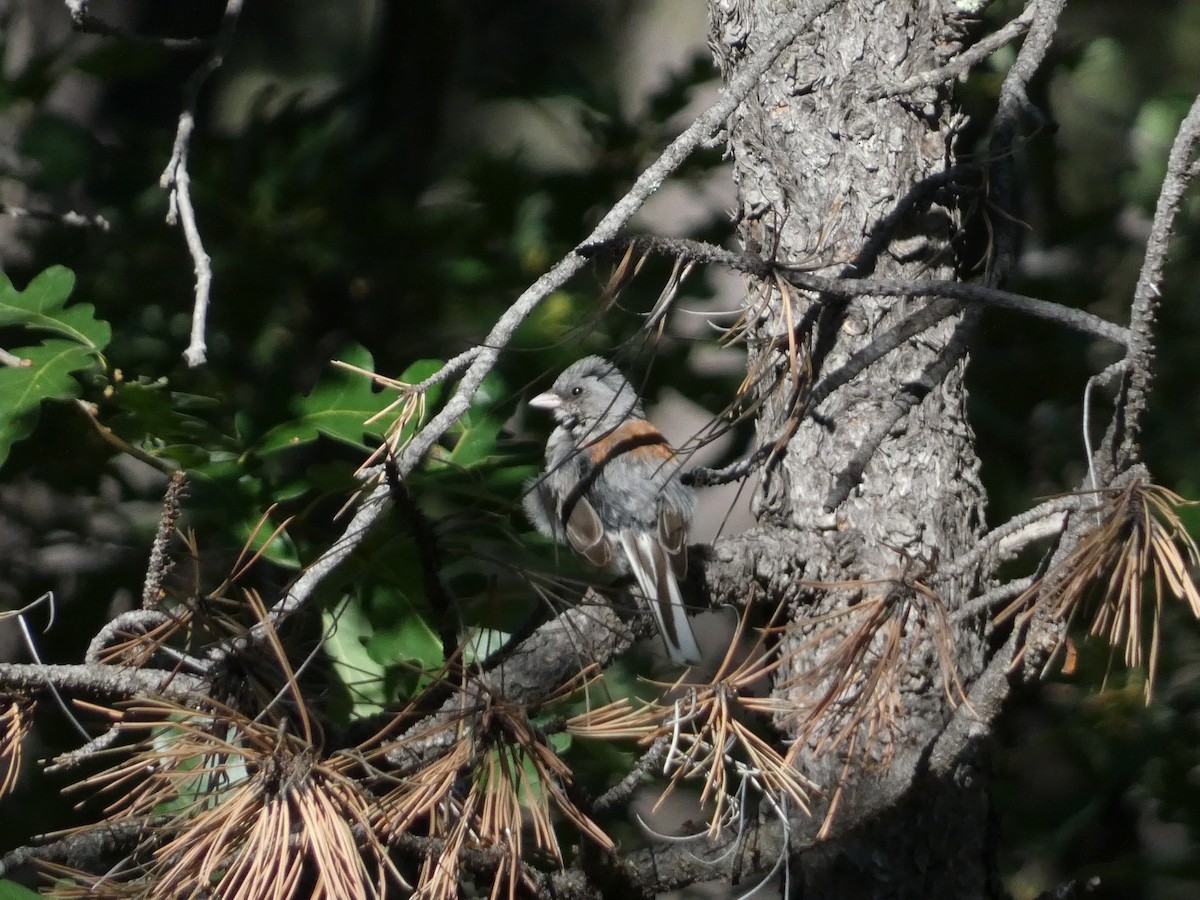 Dark-eyed Junco (Gray-headed) - ML640122412